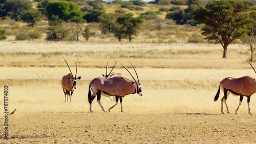 A herd of Gemsbok (Oryx gazella) grazing in grassland of Savanah of Botswana