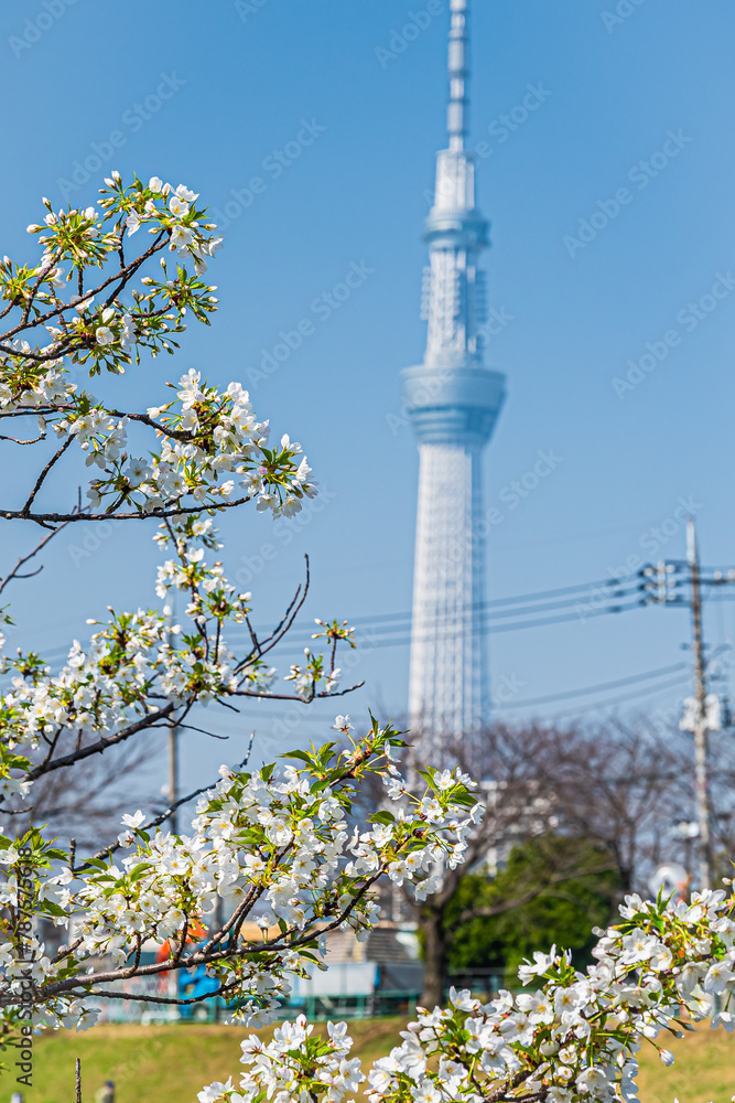 東京スカイツリーの春の風景