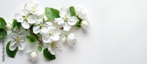 Apple blossoms on a white background with space for text. © Lasvu