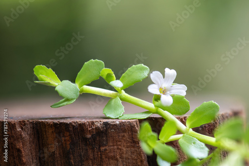 Brahmi or bacopa monnieri branch green leaves and flowers on natural background.