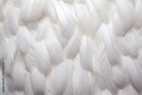 Close-up view of white feathers spread across a white backdrop.