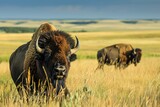 Regal and stoic bison in North American prairies, Witness the majestic presence of bison as they roam the vast expanses of North American prairies
