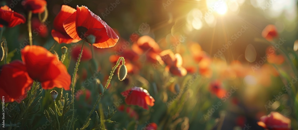 Poppies are wildflowers that bloom.