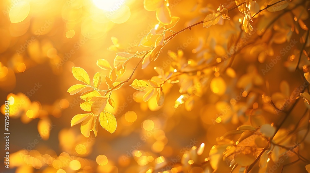Golden leaves under sunlight in nature Golden leaves under sunlight in nature