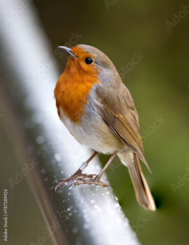 Close up of a robin sitting on a pole. Large scale image.