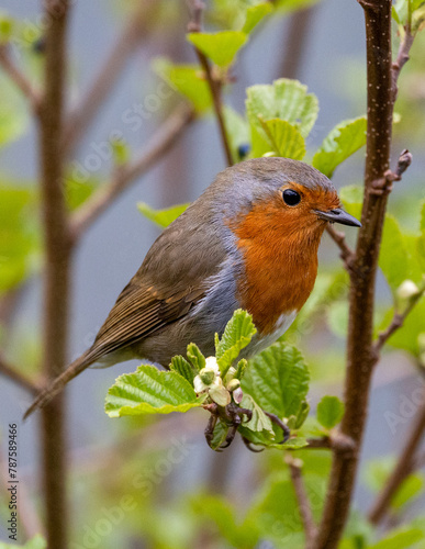 robin on a branch. fresh spring image.
