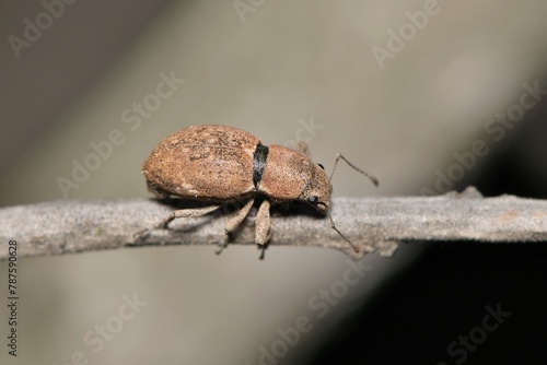 Fuller rose beetle (Naupactus cervinus) insect plant stem broad-nosed nature pest control agriculture. photo