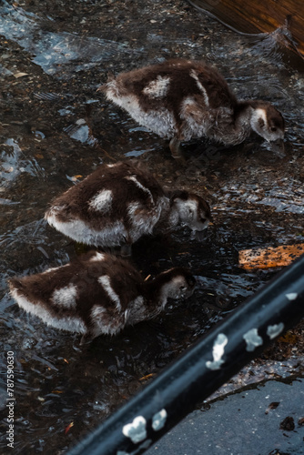 wonderful little wild duck babies