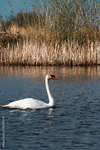a beautiful white swan on a blue lake