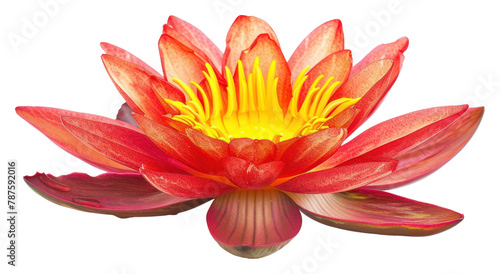 PNG Orange lotus flower petal plant.