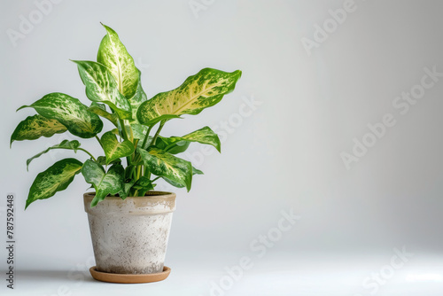 Vibrant Green Potted Plant on White Background photo