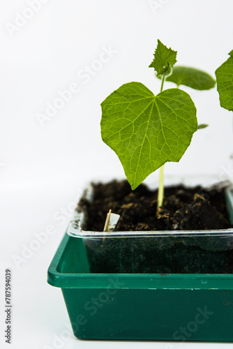 Close up of young green zucchini courgette and cucumber seedling sprouts growing in plastic pots, tray at home. Gardening hobby concept. Greenhouse life. Isolated on the white background. Copy Space