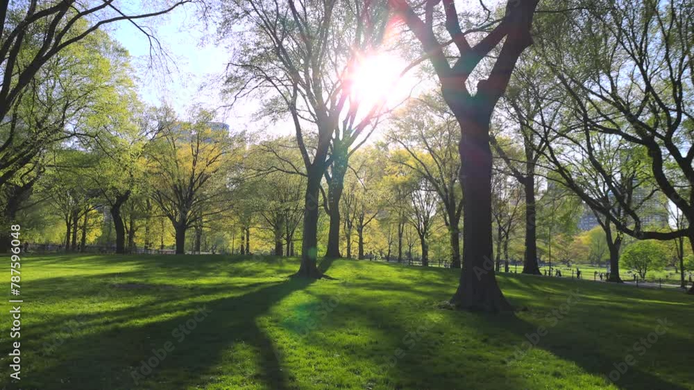 NEW YORK, NEW YORK, USA - APRIL 19 2023: Late afternoon Springtime sunlight illuminates the growing fresh green trees on the lawn in Central Park during spring season in New York City.
NEW YORK, NEW YORK, USA - APRIL 19 2023: Late afternoon Springtime sunlight illuminates the growing fresh green trees on the lawn in Central Park during spring season in New York City.