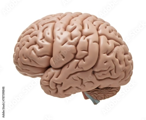 Human brain model with detailed gyri and sulci on a white background