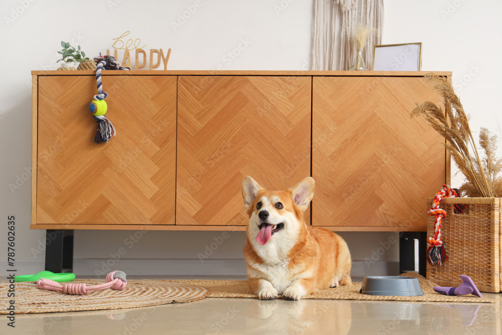 Cute Corgi dog with different pet accessories and bowl for food lying at home - obrazy, fototapety, plakaty 