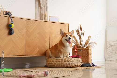 Cute Corgi dog with different pet accessories and bowl for food sitting on ottoman at home