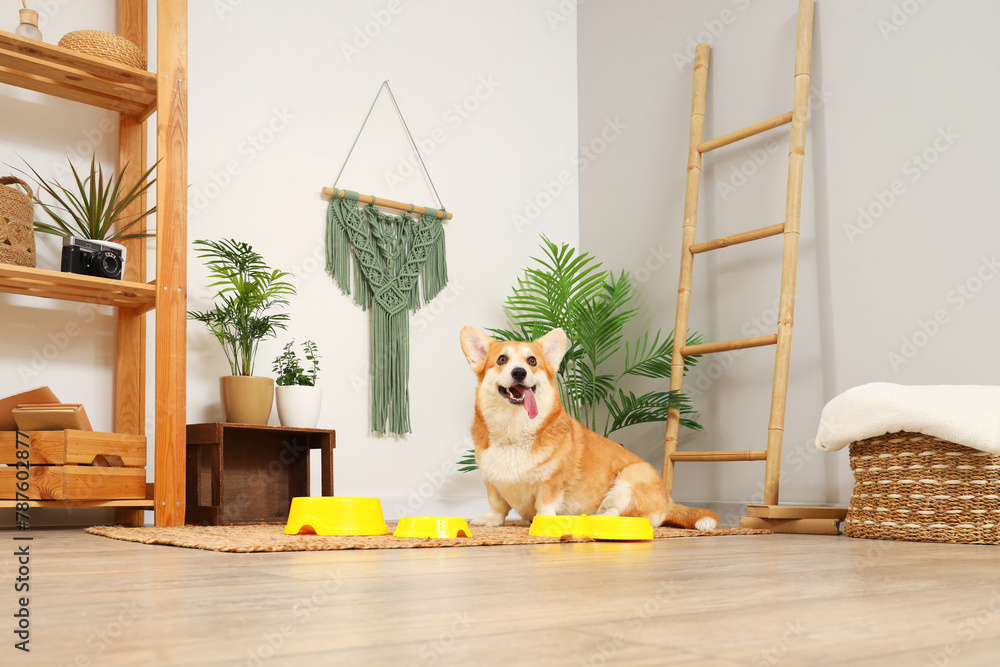 Cute Corgi dog with different bowls for food at home - obrazy, fototapety, plakaty 