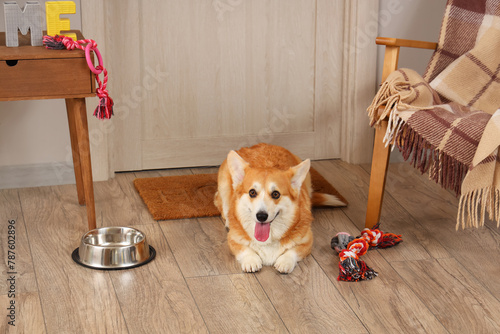 Cute Corgi dog with different pet toys and bowl for food lying at home