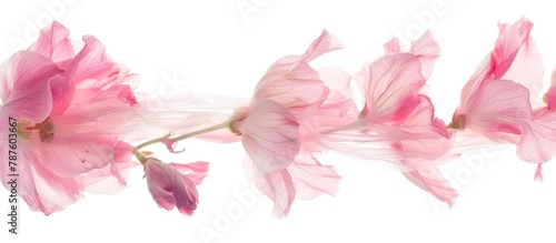 Pink flower petals and buds, gracefully moving in the breeze, are captured in great detail against a pure white background.