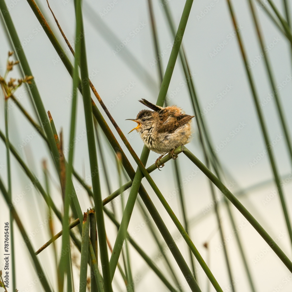 Marsh wren calling Marsh wren calling