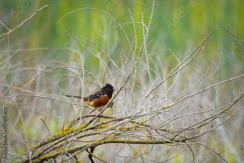 Towhee on branch