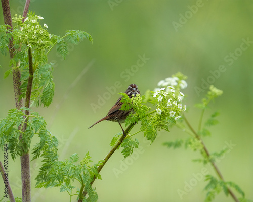 Sparrow on a branch