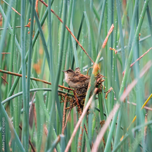 Marsh wren on nest