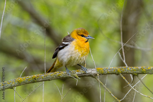 Female oriole on branch