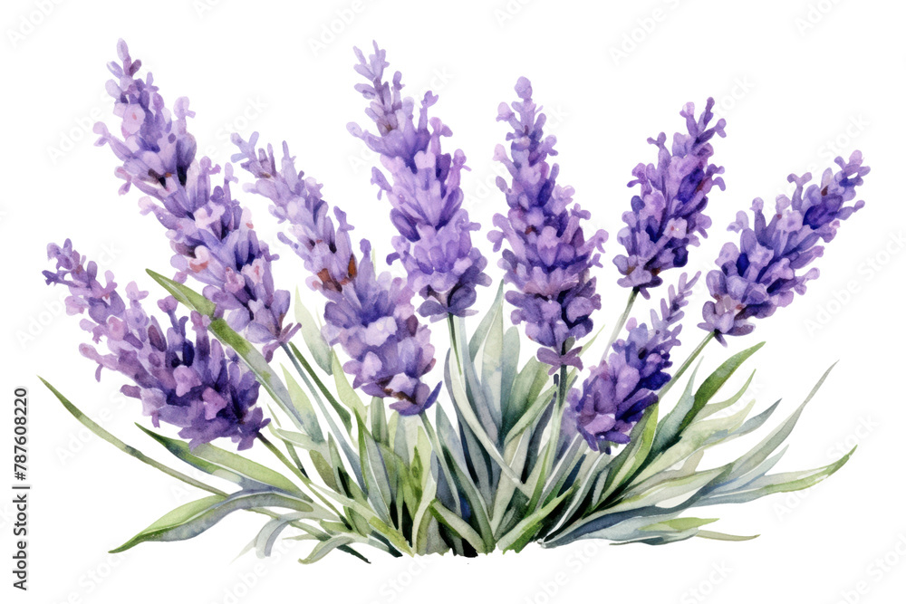 Fototapeta premium PNG Lavender lavender blossom flower. 