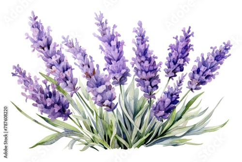 PNG Lavender lavender blossom flower. 