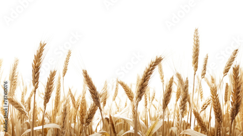 PNG Wheat landscape wheat agriculture backgrounds. photo