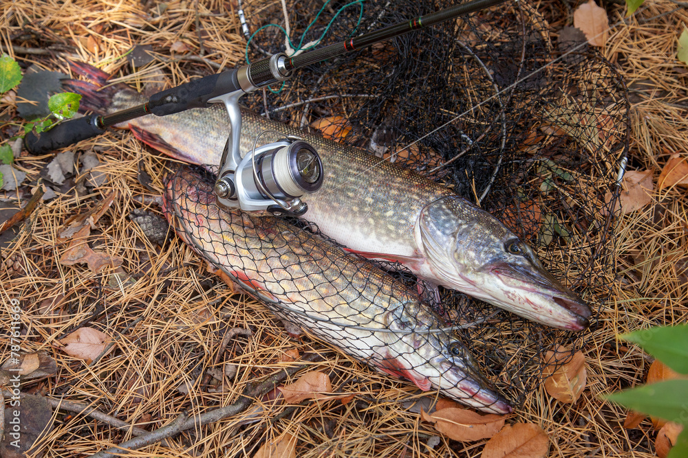 Freshwater pike fish. Big freshwater pike fish lies on keep net with fishery catch in it and fishing rod with reel.. Freshwater pike fish. Big freshwater pike fish lies on keep net with fishery catch in it and fishing rod with reel..