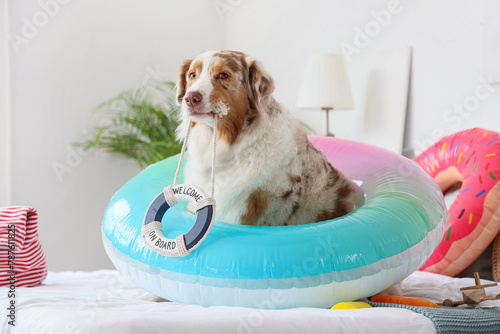 Cute Australian Shepherd dog with swim ring in bedroom. Travel concept
