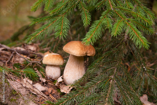 Two porcini mushrooms growing in pine tree forest at autumn season..