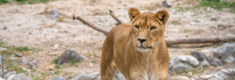 Obraz premium Lioness in all her beauty in nature, stock image