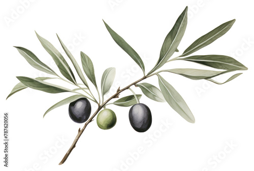 PNG Olive branch plant leaf tree.