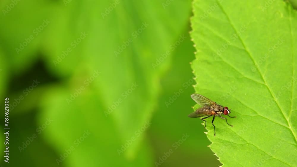 Delia antiqua, commonly known as onion fly, is cosmopolitan pest of crops. Larvae or maggots feed on onions, garlic, and other bulbous plants.