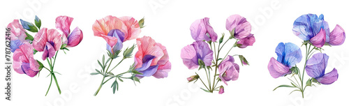A sweet pea flower, watercolour clip art, white background  photo
