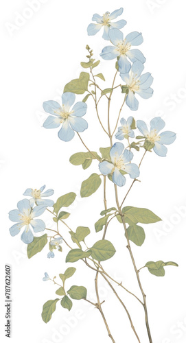 PNG Illustration of a Jasmine blue blossom flower plant.