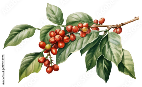 PNG Cherry plant leaf tree. AI generated Image by rawpixel. photo