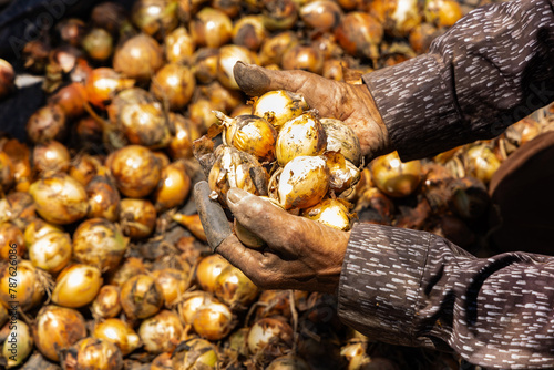 Fototapeta Bulb onion harvest in the agricultural fields of Boyaca, Colombia - Allium cepa