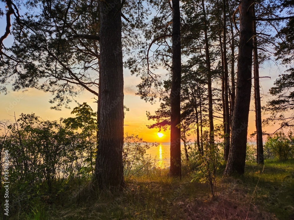 Naklejka premium Picturesque sunset through dark silhouettes of pine tree trunks in the forest by the lake, warm colors of the sky and water surface with reflection, travel and nature photography background