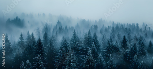 Fir forest on mountain slopes with misty fog and color toning Green mountain forest in the fog. Evergreen spruce and pine trees on the slopes. photo