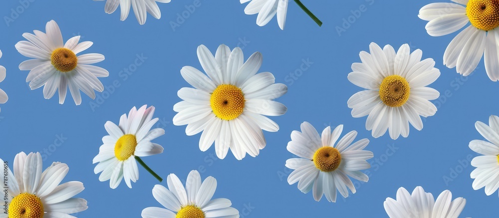 Blue background with daisies. Blue background with daisies.