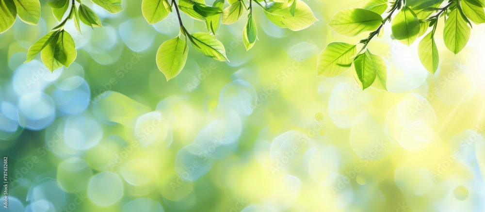 Background of spring with blurred background of green tree leaves Background of spring with blurred background of green tree leaves