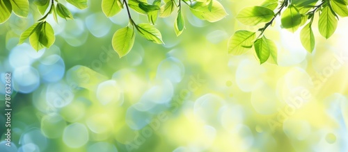 Background of spring with blurred background of green tree leaves