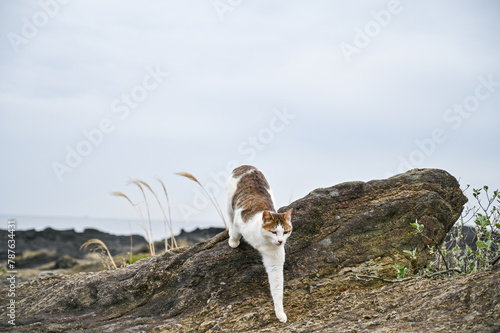 海岸に住む野生の猫