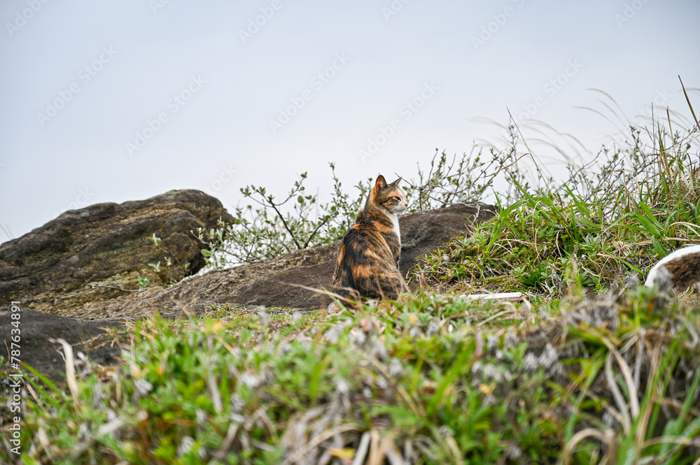 Obraz premium 海岸に住む野生の猫