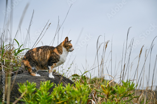 海岸に住む野生の猫