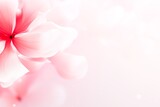 Close-up of pink flower with white petals,background,place for text